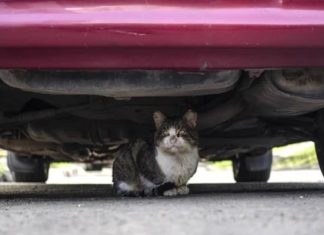 В МВД озвучили очень необычную просьбу к водителям