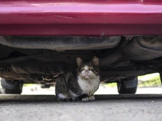 В МВД озвучили очень необычную просьбу к водителям