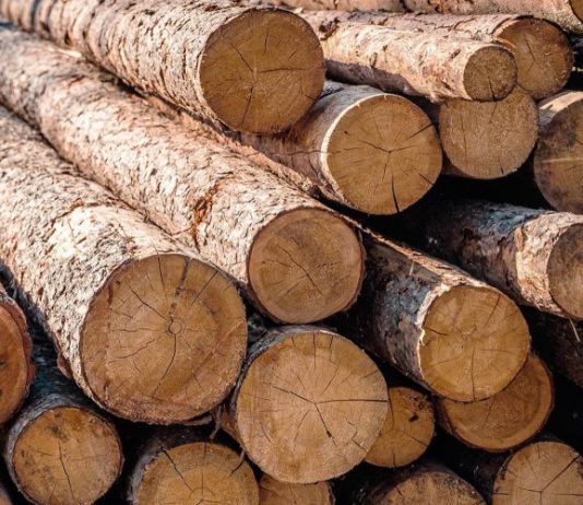 Часть бывшего завода Ford в Ленобласти арендовал производитель древесины