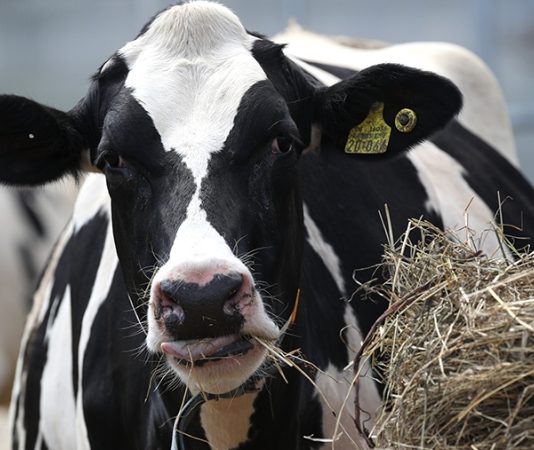 В Бурятии предложили помечать коров светоотражающей краской для снижения числа ДТП
