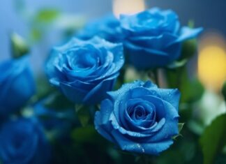 Букеты синие розы: символика цвета и уникальные идеи для оформления