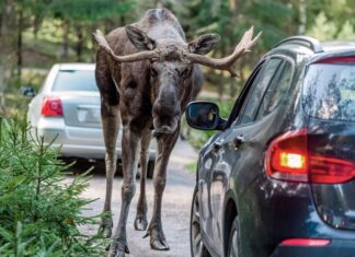 Какие штрафы грозят водителю за сбитого лося