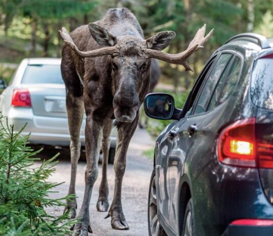Какие штрафы грозят водителю за сбитого лося