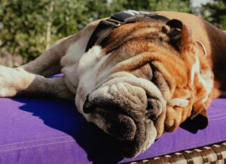 «Думайте и молитесь о Роско»: Хэмилтон рассказал о проблемах со своим бульдогом