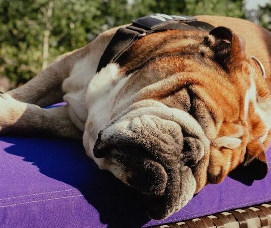 «Думайте и молитесь о Роско»: Хэмилтон рассказал о проблемах со своим бульдогом