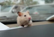 Дептранс сообщил о нарушителях ПДД с питомцами в машине. Как их наказали