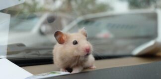 Дептранс сообщил о нарушителях ПДД с питомцами в машине. Как их наказали