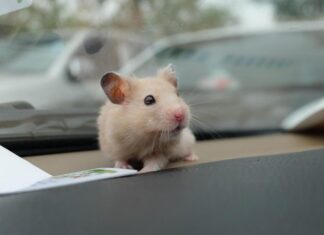 Дептранс сообщил о нарушителях ПДД с питомцами в машине. Как их наказали