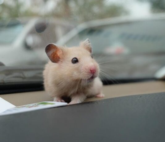 Дептранс сообщил о нарушителях ПДД с питомцами в машине. Как их наказали